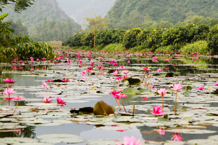 礼来浇花图片