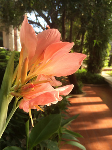 在公园里美丽的粉红色花朵