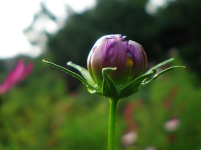 紫丁香花