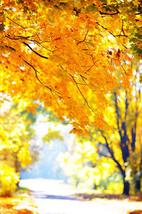 在公园的金色秋天