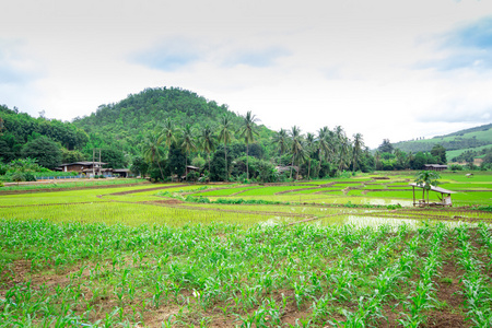 农村的泰国泰国稻田