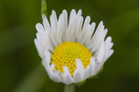 在花园里的雏菊