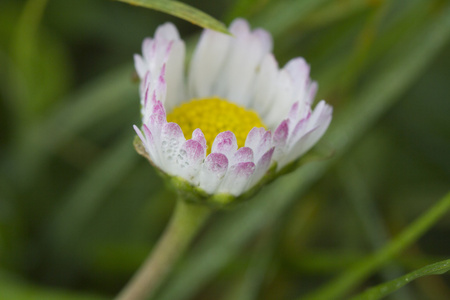 在花园里的雏菊