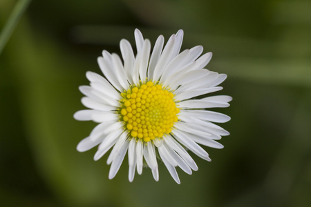 在花园里的雏菊