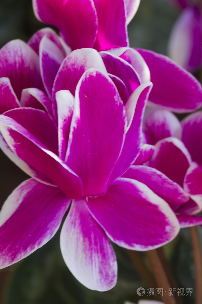 仙客来在花园里