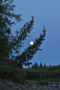 夜晚, 月亮和树木