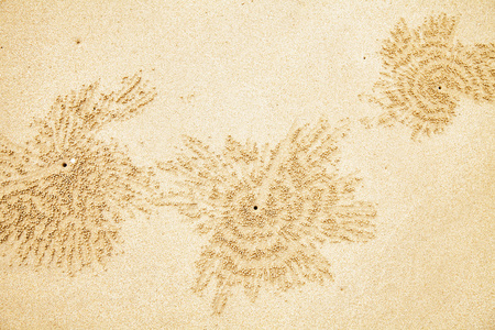 房子蟹在沙滩上的螃蟹洞照片