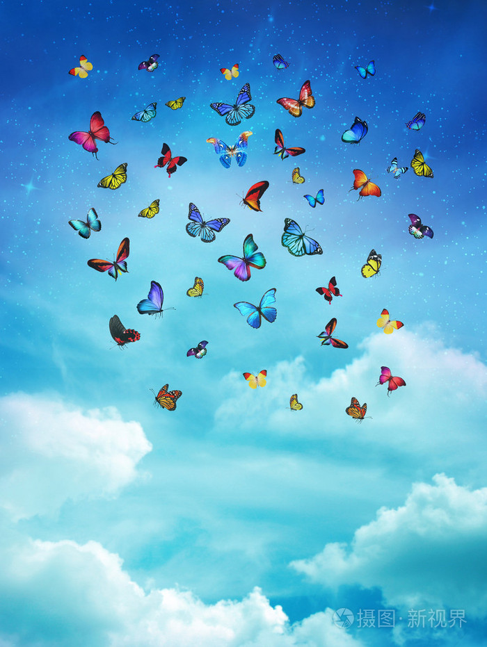 五彩缤纷的蝴蝶群