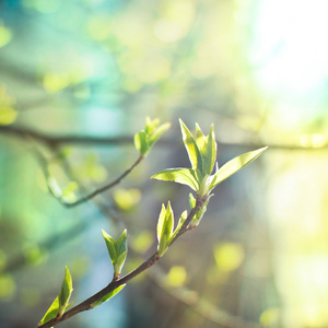 春天树叶的健美的图片点燃与明亮的阳光下