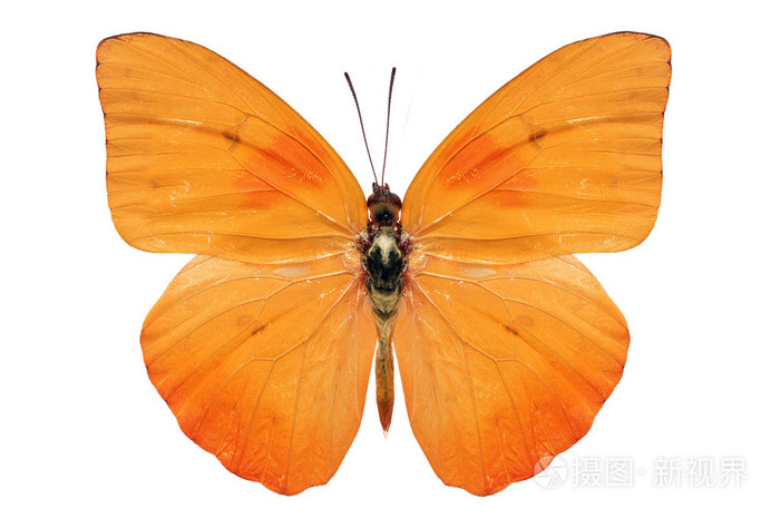 橙色的蝴蝶