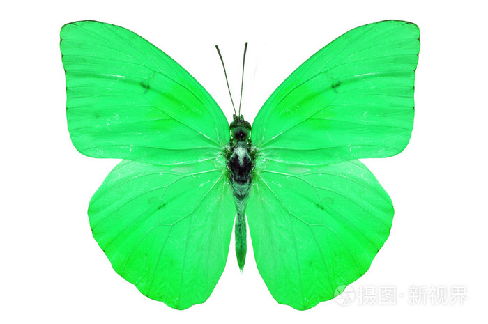 绿色蝴蝶