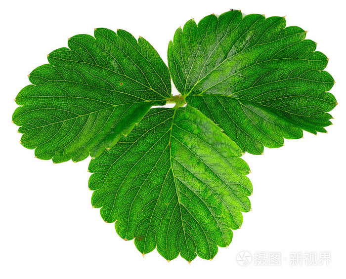 在白色背景上孤立的草莓叶