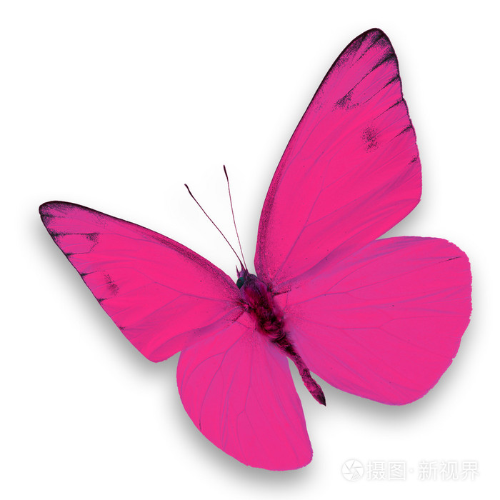 粉色蝴蝶照片-正版商用图片1h90of-摄图新视界