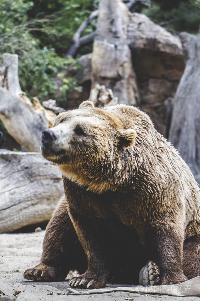 毛茸茸的棕色的熊