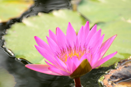 莲花河上