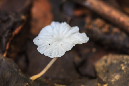 蘑菇生长在活的树上