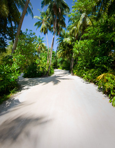 棕榈树在热带海滩