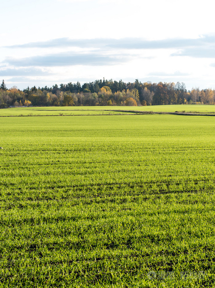 绿色的田野, 树木在该国