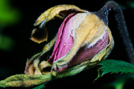 垂死的玫瑰花蕾