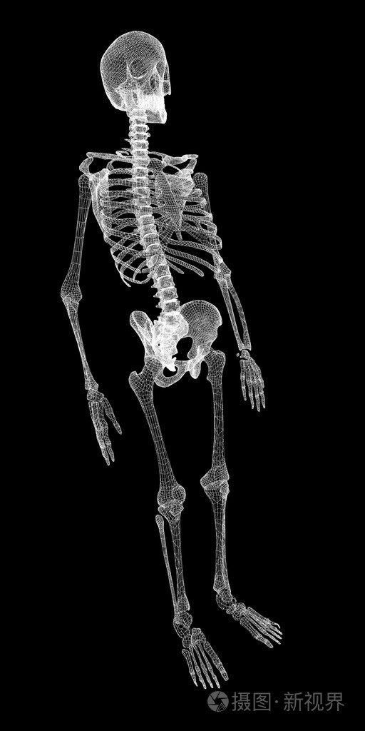 人体骨骼