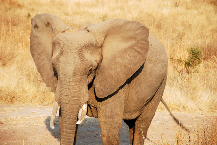 Safari 在坦桑尼亚非洲大象的一天