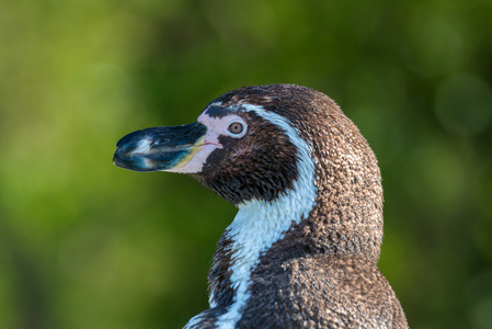 麦哲伦企鹅Spheniscus magellanicus