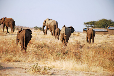 Safari 在坦桑尼亚非洲大象的一天