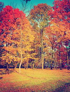 秋天的树木和树叶