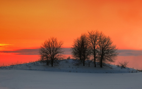 与树木的雪原落日