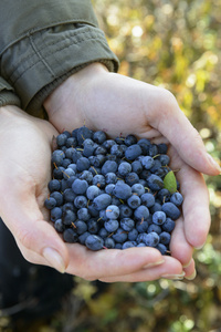 野生蓝莓和黑莓在手中