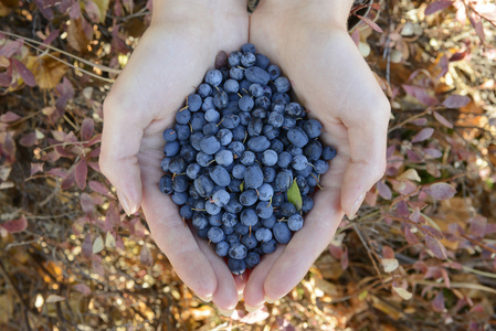 野生蓝莓和黑莓在手中