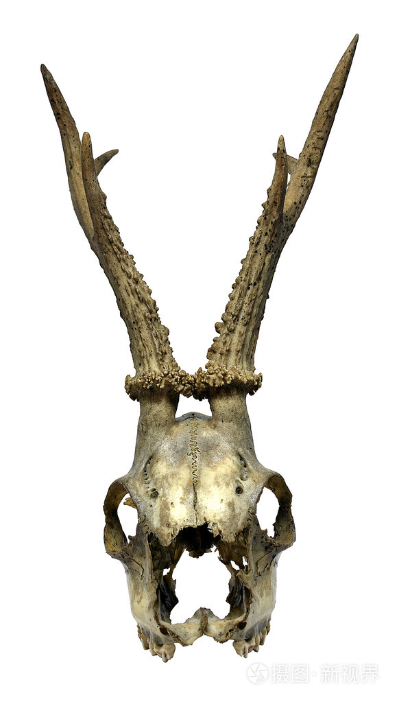 孤立的动物头骨