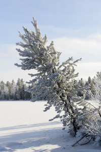 冬季景观白霜西伯利亚松