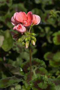 鲜花和芽