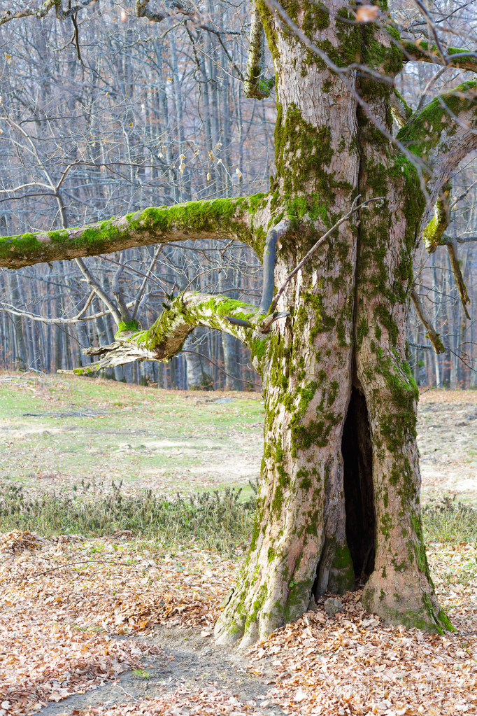 秋天森林中的古空心树照片-正版商用图片1h9n5f-摄图新视界