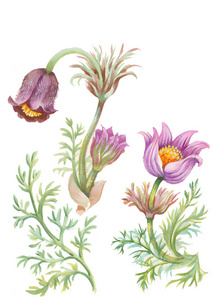 水彩画紫色花