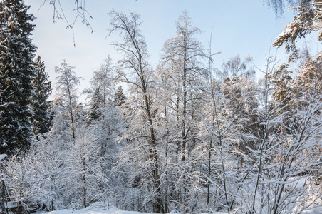 冬季景观森林雪