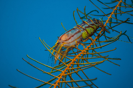 在哥伦，印度尼西亚水下照片的浆果的虾