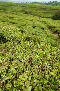 茶叶种植园