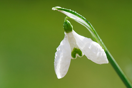 闪闪发光的雪花莲的花