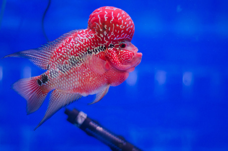 马拉维湖慈鲷图片