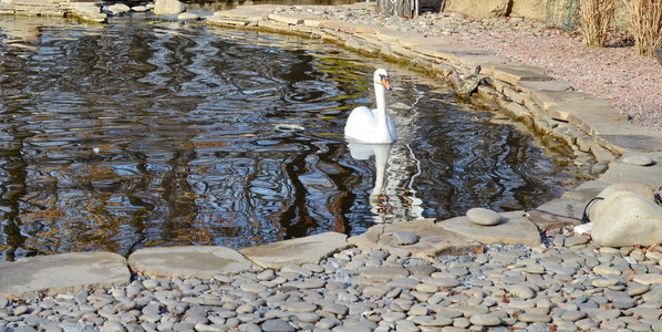 天鹅在蓝色的湖水在阳光明媚的日子，天鹅在池塘里，自然