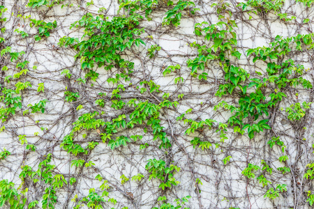 绿色的蔓草缠住，在墙上