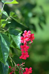 深红色花花序