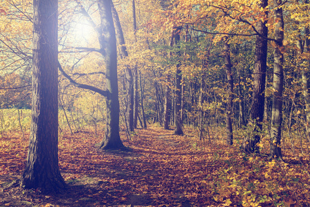 多彩秋天的树木，在森林里，复古