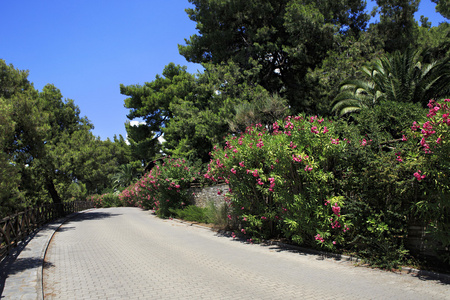 美丽的道路和盛开的植被