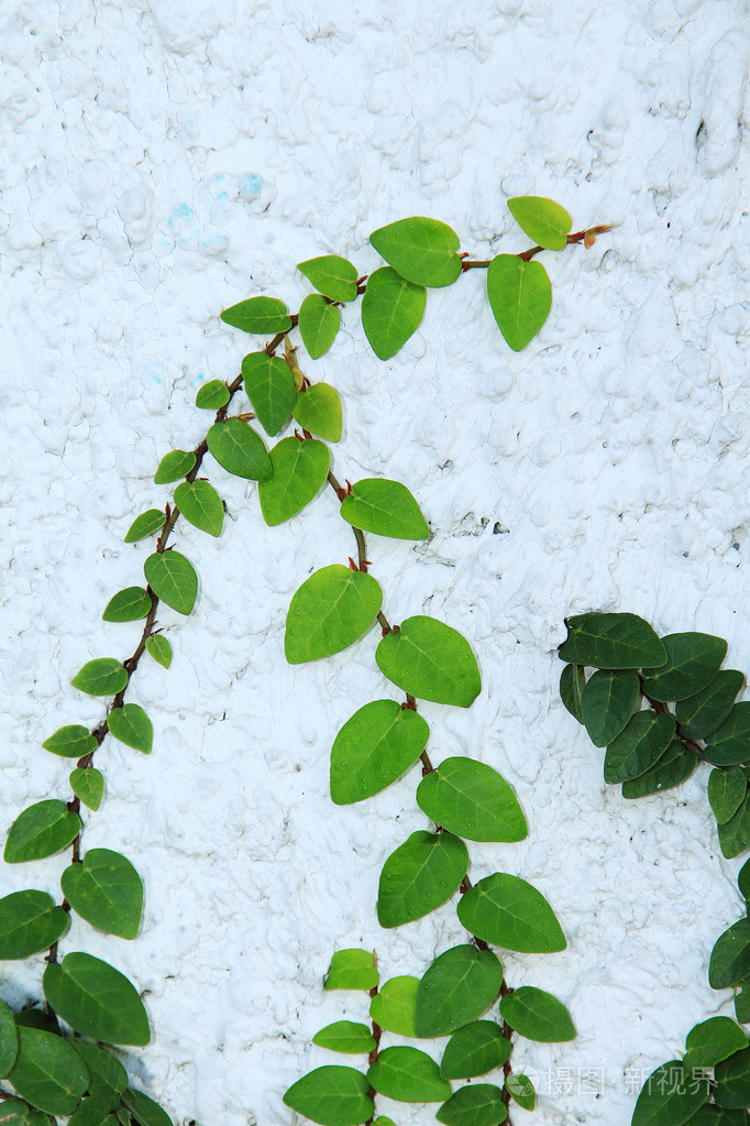 墙上的绿色的爬山虎植物