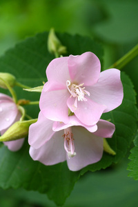 粉红色的 Dombeya 花