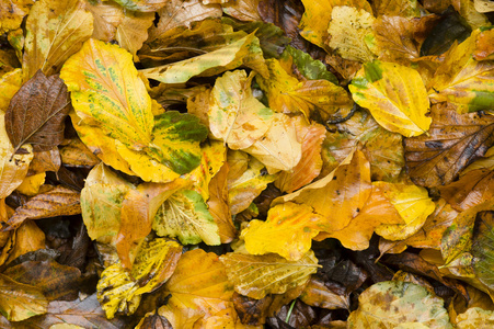 黄色和棕色掉落的湿叶子