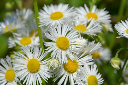 洋甘菊